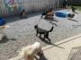 Best Pet Grooming and Spa Services in Chattanooga, TN