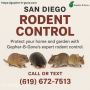 San Diego Gopher & Rodent Control – Safe, Effective, Local San Diego Gopher & Rodent Control – Safe, Effective, Local