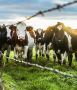 Grandmaster the best cattle feed Grandmaster the best cattle feed