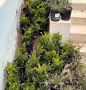 Transform Your Yard with Full Garden Maintenance in San Rafa