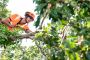 Comprehensive Tree & Shrub Care Calgary by Green Drop Lawns