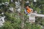 Professional Tree Service Calgary | Green Drop Lawns