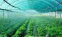  Protected Cultivation for Indian Farmers