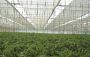Control the Heat: Greenhouse Shade Nets for Every Grower
