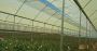 Green Net for House: A Smart Solution for Crop Protection an