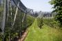 Protect Your Garden with Premium Hail Netting – GreenPro Ven