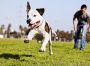 Expert Pets Orthopedic Surgery in Edmonton Expert Pets Orthopedic Surgery in Edmonton