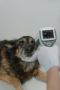  Top Vets in Edmonton Alberta – Groat Vet Centre