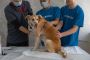 24/7 Emergency Vet Edmonton – Groat Veterinary Centre