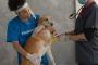 Emergency Vet Edmonton – 24/7 Urgent Pet Care