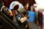Trusted Vets in Edmonton Alberta – Groat Veterinary Centre