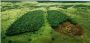 Grow 1 Billion Trees by June 2025!