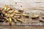Orion Pest Solutions – Trusted Pest Control Experts Across I
