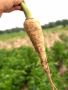 Parship farms in canada | Gwillimdale Farms