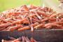 Carrot production in Canada| Gwillimdale Farms