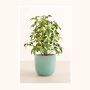 Gyftsi: List Your Plant Gifts Online in Dubai