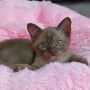 Burmese Kittens For Sale Burmese Kittens For Sale