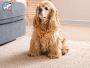 Find a Loving Cat Sitter Creve Coeur Today Find a Loving Cat Sitter Creve Coeur Today