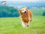 Book a Caring Dog Sitter Webster Groves Today Book a Caring Dog Sitter Webster Groves Today