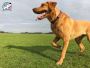 Top Rated Dog Sitters Near Me for Happy Pets