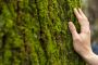 Protect Your Trees with Tree Preservation Services in Haliburton