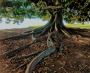 Haliburton Tree Care – Expert Tree Preservation Services