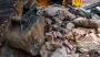 Construction Debris Removal Service