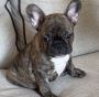 ADORABLE FRENCH BULLDOG FOR SALE