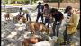 Feeding Street Dogs in Vadodara