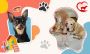 HappyPettings – Premium Pet Boarding in Delhi HappyPettings – Premium Pet Boarding in Delhi