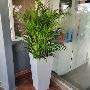  Beautiful Plant Gifts in HSR Layout |HasiruLife