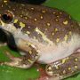 Poison Dart Frog for Sale | Reptil Venom Store