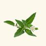 Buy Pure Bhringraj Oil Online at VedaOils