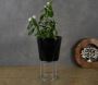 Discounted Plant Stands - Shop Online Today!