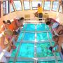 Glass Bottom Boat Ride in Elephant Beach
