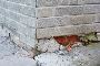 Expert Cracked Foundation Repair by Hawk Crawl Space & Found