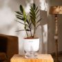 Compact Indoor Plants for Small Bedrooms: Space-Saving Green