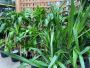 Find the Perfect Trees for Your Garden at Our Long Island Nu