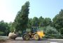 Tree Moving Toronto—Professional Tree Relocation Services