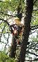Heritage Tree Care Inc. – Expert Arborists in Mississauga