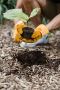 Heritage Tree Care Inc. – Professional Toronto Tree Planting