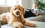 One-stop solution for Derby Dog Walks & Pet Care by Her Pet 