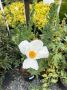 Buy Tree Poppy for Sale