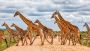 Luxury African Safari Tours – Unparalleled Adventure