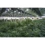 Cannabis Business Consulting Firms