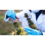 Cannabis Consolidation and Mergers