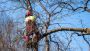 Need certified tree services in the Sydney region? 