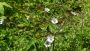Valley of Flowers Trek – Trekking in India’s Floral Wonderla