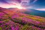Valley of Flowers: Where Every Step Tells a Myth, and Every 
