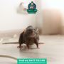 Banish the Uninvited Guests With Rodent Removal Services